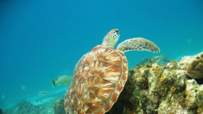 Reptilies (90)_178